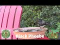 Black Phoebe Drinking and Bathing