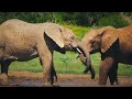 Our Planet | 4K African Wildlife - Great Migration from the Serengeti to the Maasai Mara, Kenya
