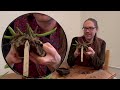 RARE FINDS AND LOTS OF WORK | Orchid Inheritance | Repotting new Plants from an old Collection