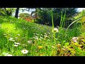 Healing Nature Meditation 🌳 GARDEN AMBIENCE 🌿 Relaxing Spring Sounds on a Lovely Sunny Morning