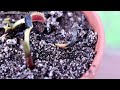 Venus Fly Trap Turning Black Fast - Crown Rot - Diagnose & Care Tips To Save Your Carnivorous Plant