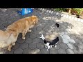 Cats  And Dogs Protecting  Each Other Compilation