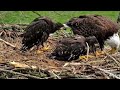 ✔️Check out these 🦅Eaglets being fed in by Bald 🦅Eagle in Iowa!  May 7, 2024