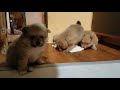 5 week old Pomeranian Puppies