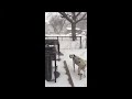 The blizzard of 2016. Jake outside in back yard.