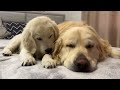 How the Golden Retriever Bailey and New Golden Retriever Mia Became Best Friends [Compilation]