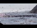 Palos Verdes Peninsula Birds Feeding Frenzy Southern Caifornia