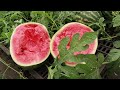 You will be crazy about this method of growing watermelon at home