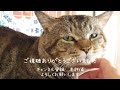 元野良猫　そろそろこいつを認めてやろうかな