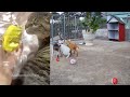 😹🤣 Funniest Dogs and Cats 😻🤣 New Funny Animals 2024 # 16