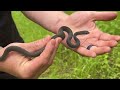 Herping Houston, Texas! Coral Snake, Copperheads, and More!
