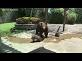 Mama bear takes dip in backyard pool as cubs watch