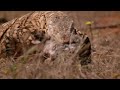 Outback Terrors | Australia’s Deadly Monsters 2/3 | Go Wild