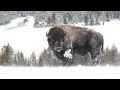 Winter Bison