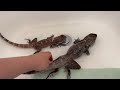 Frilled Lizards Go Outside