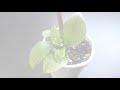 How to propagate hydrangeas from cuttings:: Grow::