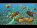 Relaxing music for stress relief, underwater wonders - Coral reefs and colorful sea life