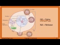Influenza Virus: Flu, Genetic Drift & Shift, Neuraminidase & Hemagglutinin