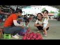 Harvesting A Lot Of Dragon Fruit Goes To Market Sell - Farm Life | Phuong Free Bushcraft
