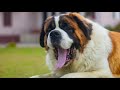 Saint bernard puppy growing up . 2 to 20 months