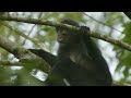 David Attenborough's Wild City | Episode 4: Forest Life | Free Documentary Nature