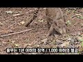 여러분! 산에서 이거 보면 바로 도망가세요.