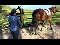 Horse warm up routine: How to warm your horse up