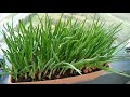 How to Grow Onions in Pots?🌿Growing Onions on the Balcony
