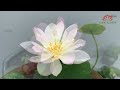 How to grow micro lotus at home Easy for newbies