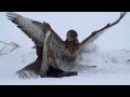 The Sea Eagle - King of the Seas | Free Documentary Nature