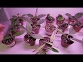 Cactus Club Plant RESTOCK - Plant Shopping & Plant Haul -  Houseplants & Indoor Plants