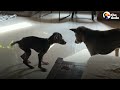 Puppy Who Went Through The Worst Gets The Best Life Ever | The Dodo