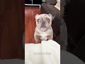 When Nothing Can Prepare You For This Hilarious Dog Video!