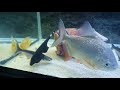Feeding my Monster Fish Ep5