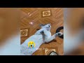 😹🐈 You Laugh You Lose Dogs And Cats 🐱🐱 Funny Animal Moments # 0