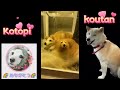 koutan is at Rainbow Bridge.But Hendo is by your side/虹の橋にいるコウタンと遊ぶHendo