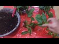 How to propagate and care for Green Philodendron || Easy houseplant for beginners  english subtitle