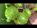 Succulent Garden Tour with lots of Rare Aeonium