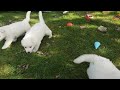 Weisse Schäferhund Welpen von dem weißen Golde 2