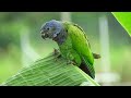 The Most Colorful and Vibrant Birds in the World