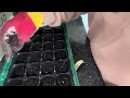 Carrot 🥕 seeds#Chilli seeds#viral #youtube #garden