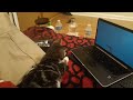 Kitten  Cookie watching  fishes on laptop