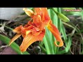 BEAUTIFUL RED ROSES II PURPLE LOOSESTRIFE II REBLOOMING DAYLILY🌸🪷