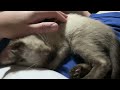Seal Point Siamese baby doing dreamies.