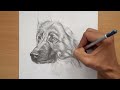 Drawing a german shepherd dog with loomis method in graphite pencil