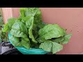Amazing Idea | Recycling Plastic Containers into Vegetable Garden| Handson Skills