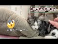 【子猫動画】奇跡的な出会い！お兄ちゃんそれとも弟なの？