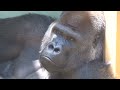 Gorilla⭐️Genki showed her beloved baby to the zookeeper and Gentaro.【Momotaro family】