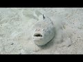 5 Creepy Deep Sea Creatures Caught on Film...