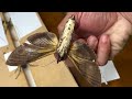 COLLECTING GIANT SPHINX MOTHS